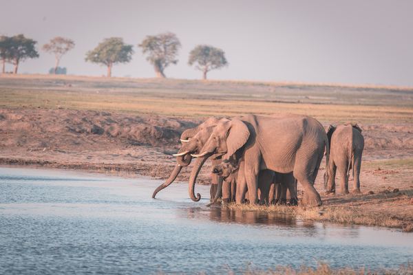 Victoria Falls Safari Packages (Chobe & Hwange)