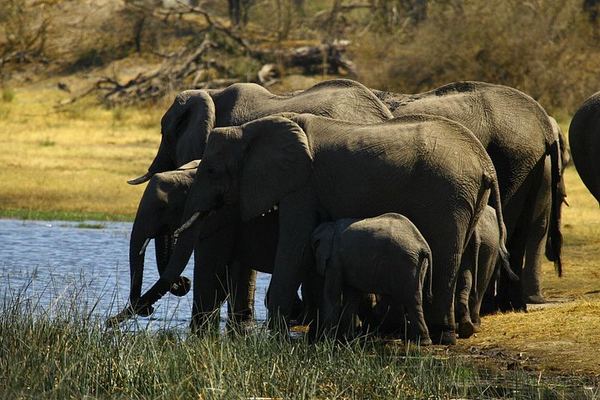 Victoria Falls and Hwange 5-Day Safari With Sunset Cruise and Full-Day Game Drive
