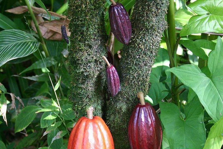 Kings Gardens Maui: Mini Waterfall Hike, Organic Chocolate Tasting and Ancient Sites (7/10)