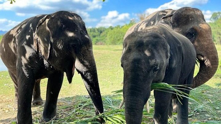 Private Erawan Falls and Rescued Elephant Visit from Bangkok, Lunch Included (1/12)