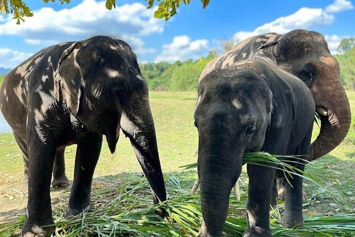 Private Erawan Falls and Rescued Elephant Visit from Bangkok, Lunch Included (1/12)