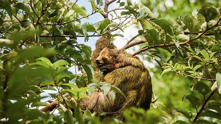 Cuilpilapan Miravalles Hike to Two Waterfalls and Suspension Bridge with Sloth Option (4/11)