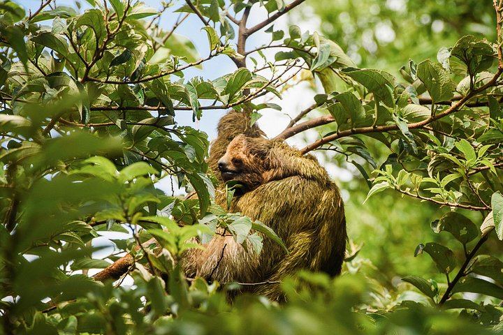 Cuilpilapan Miravalles Hike to Two Waterfalls and Suspension Bridge with Sloth Option (4/11)