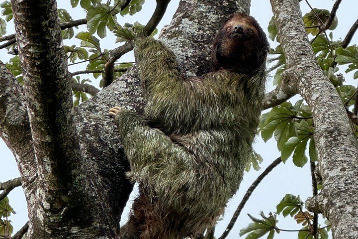Cuilpilapan Miravalles Hike to Two Waterfalls and Suspension Bridge with Sloth Option (7/11)