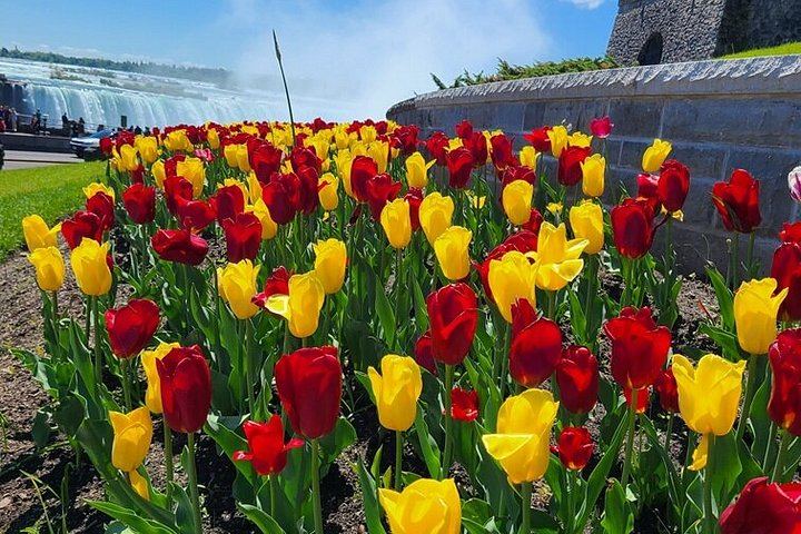 Fall for Niagara Sightseeing Day Tour from Toronto with Parkway Photo Stops (10/11)
