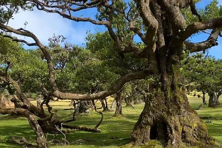 Small-Group West Madeira Tour: Porto Moniz Pools, Fanal Forest and Bridal Veil (1/12)