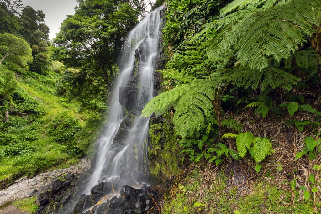 Waterfall running over dark rock beside tree ferns on São Miguel