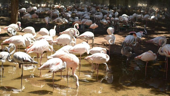 Private Car and Guide to Iguassu Falls Brazilian Side and Bird Park, Foz do Iguacu (3/12)