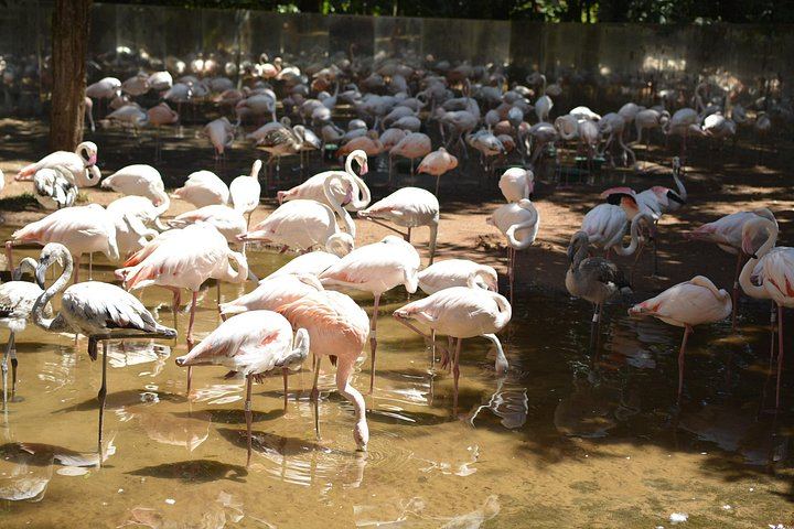 Private Car and Guide to Iguassu Falls Brazilian Side and Bird Park, Foz do Iguacu (3/12)