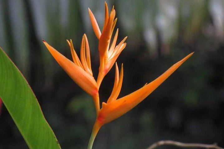 Kings Gardens Maui: Mini Waterfall Hike, Organic Chocolate Tasting and Ancient Sites (8/10)
