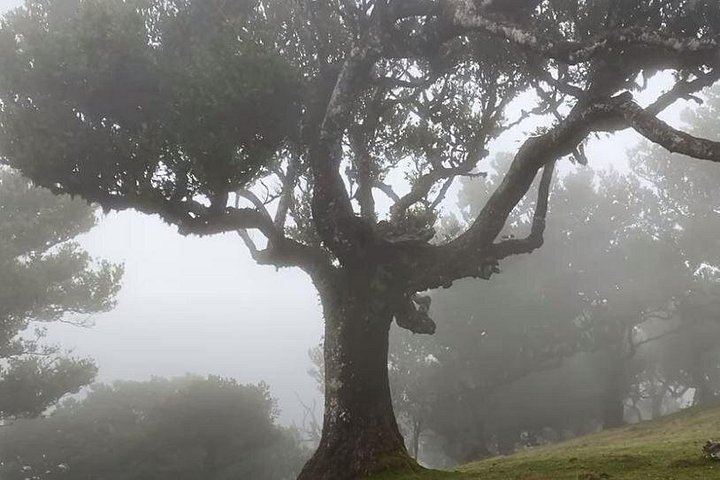 Small-Group West Madeira Tour: Porto Moniz Pools, Fanal Forest and Bridal Veil (7/12)