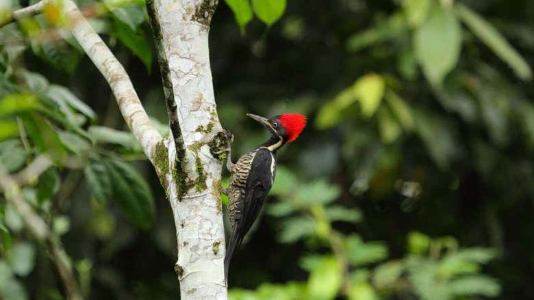 Fortuna River Waterfall Reserve Hike from La Fortuna with Hotel Pickup and Fruit Snack (4/7)