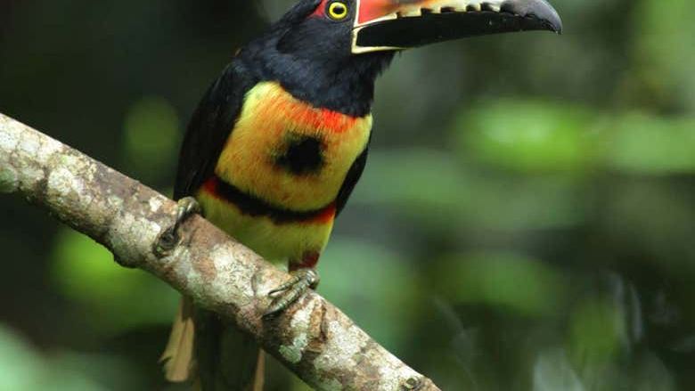 Fortuna River Waterfall Reserve Hike from La Fortuna with Hotel Pickup and Fruit Snack (2/7)