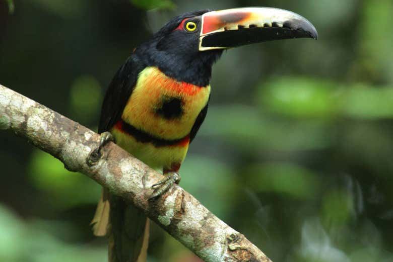 Fortuna River Waterfall Reserve Hike from La Fortuna with Hotel Pickup and Fruit Snack (2/7)