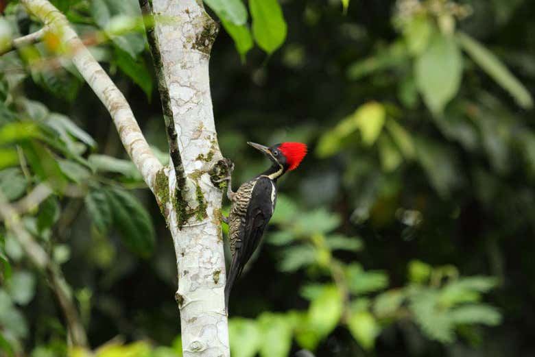 Fortuna River Waterfall Reserve Hike from La Fortuna with Hotel Pickup and Fruit Snack (4/7)
