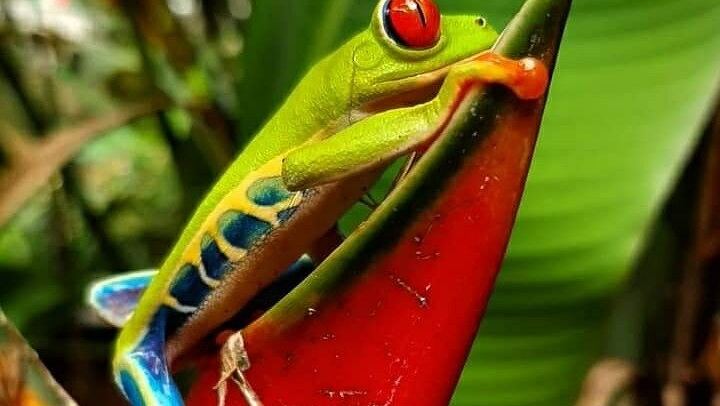 Llanos del Cortés Swim, Sloths, Frogs and Hands-On Coffee and Chocolate in Guanacaste (1/12)