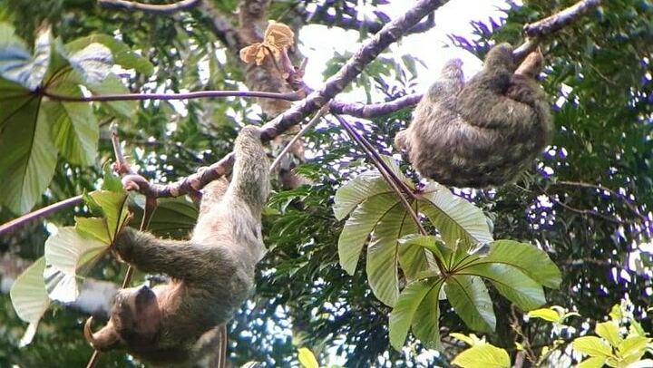 Llanos del Cortés Swim, Sloths, Frogs and Hands-On Coffee and Chocolate in Guanacaste (3/12)