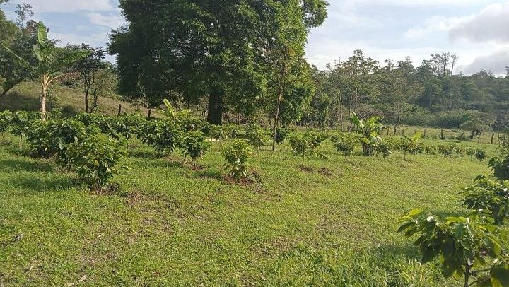 Llanos del Cortés Swim, Sloths, Frogs and Hands-On Coffee and Chocolate in Guanacaste (4/12)
