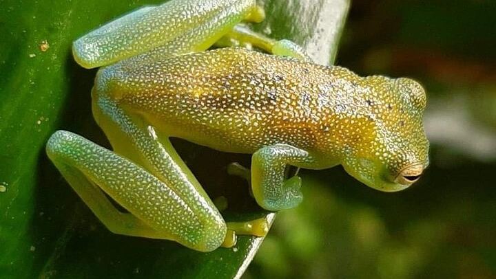 Llanos del Cortés Swim, Sloths, Frogs and Hands-On Coffee and Chocolate in Guanacaste (2/12)