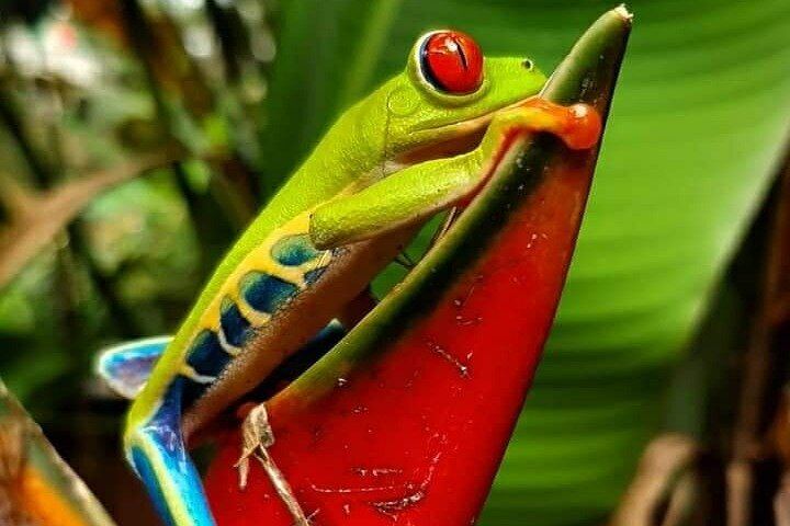 Llanos del Cortés Swim, Sloths, Frogs and Hands-On Coffee and Chocolate in Guanacaste (1/12)