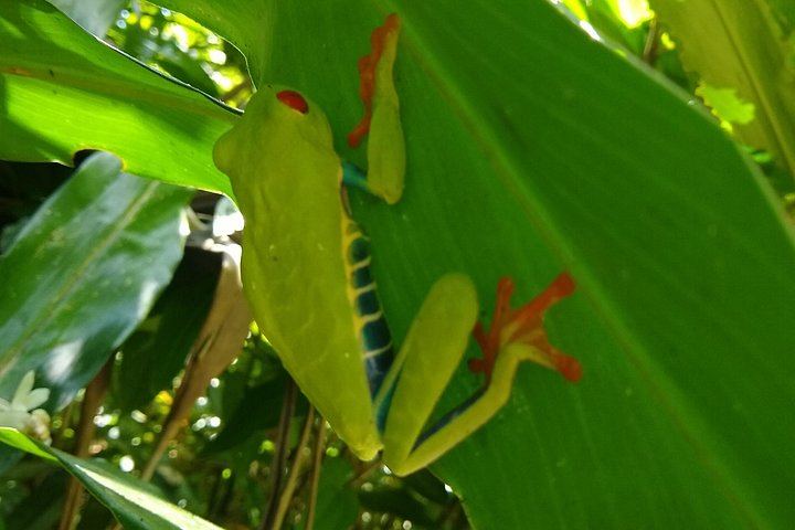 Llanos del Cortés Swim, Sloths, Frogs and Hands-On Coffee and Chocolate in Guanacaste (12/12)