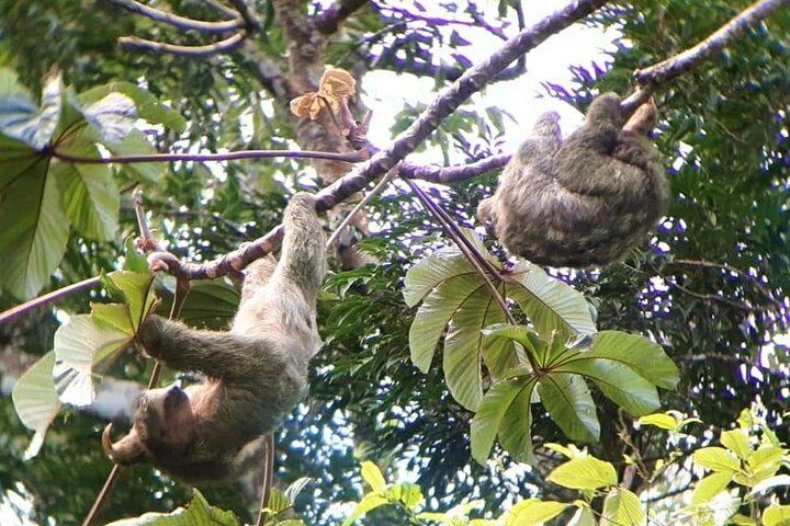 Llanos del Cortés Swim, Sloths, Frogs and Hands-On Coffee and Chocolate in Guanacaste (3/12)