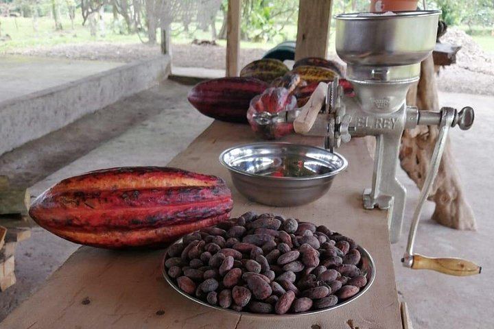 Llanos del Cortés Swim, Sloths, Frogs and Hands-On Coffee and Chocolate in Guanacaste (11/12)
