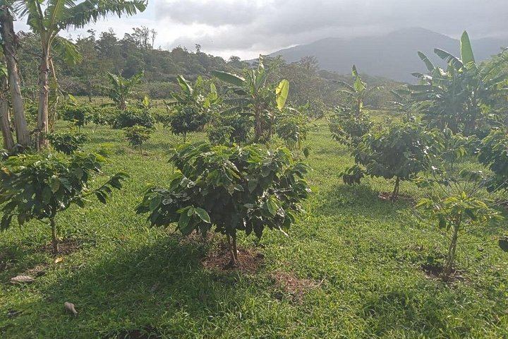 Llanos del Cortés Swim, Sloths, Frogs and Hands-On Coffee and Chocolate in Guanacaste (5/12)
