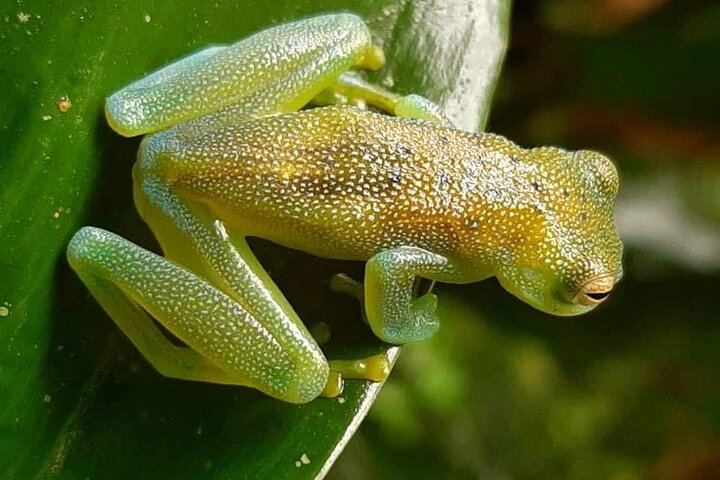 Llanos del Cortés Swim, Sloths, Frogs and Hands-On Coffee and Chocolate in Guanacaste (2/12)