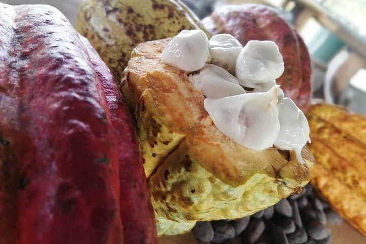 Llanos del Cortés Swim, Sloths, Frogs and Hands-On Coffee and Chocolate in Guanacaste (6/12)