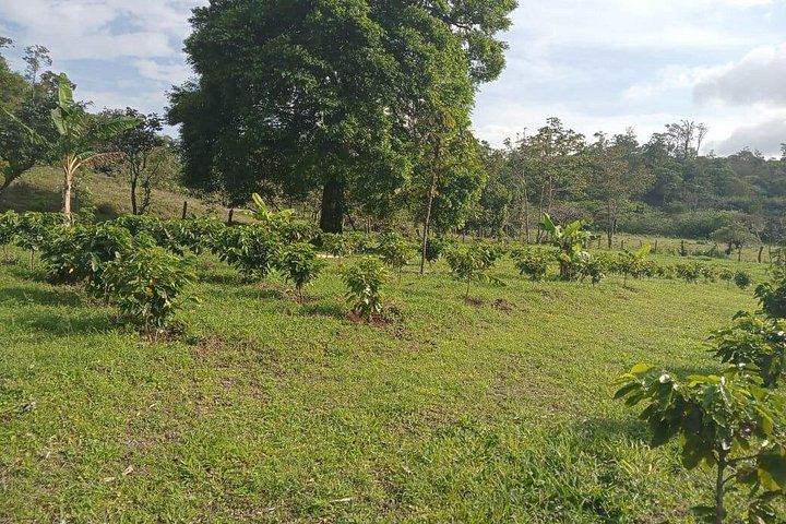 Llanos del Cortés Swim, Sloths, Frogs and Hands-On Coffee and Chocolate in Guanacaste (4/12)
