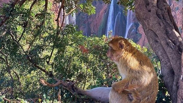 Ouzoud Cascades Day Trip from Marrakech, 8:00 Hotel Pickup, Minibus and Boat Option (1/12)