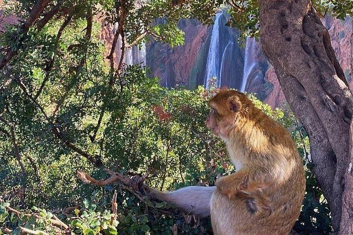 Ouzoud Cascades Day Trip from Marrakech, 8:00 Hotel Pickup, Minibus and Boat Option (1/12)