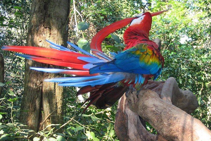 Puerto Iguazu to Brazilian Falls, Bird Park and Itaipu Dam Day Trip by Minivan (5/6)