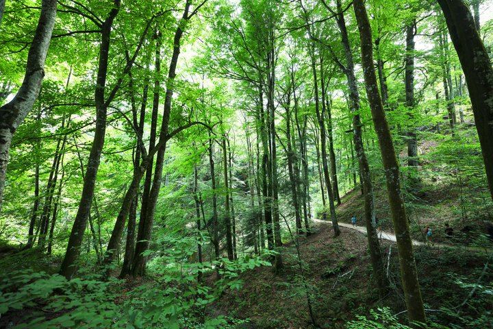 Plitvice Lakes Guided Day Tour from Zadar with Boat, Train and Old Town Walk (10/12)