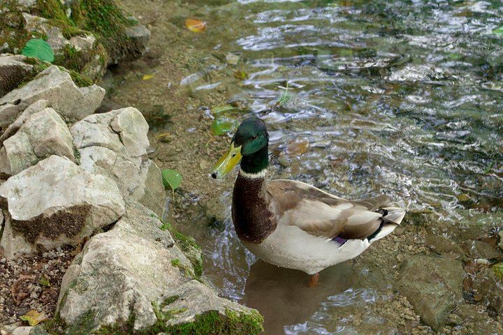 Full-Day Private Plitvice Lakes Tour from Split to Veliki Slap Waterfall (6/7)