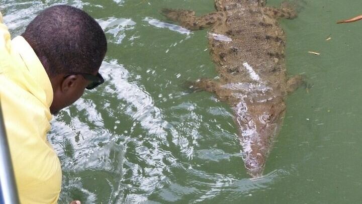 Negril South Coast Day: YS Falls, Black River Safari and Pelican Bar, Entry Fees Included (2/8)