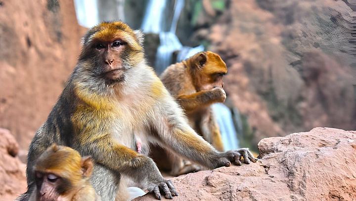 Private Ouzoud Waterfalls Day Tour from Marrakech with Boat Ride and Local Guide Option (4/12)