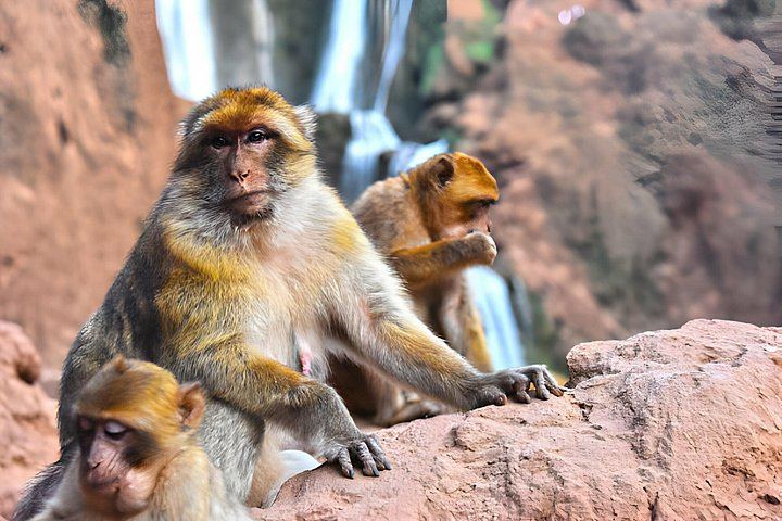 Private Ouzoud Waterfalls Day Tour from Marrakech with Boat Ride and Local Guide Option (4/12)