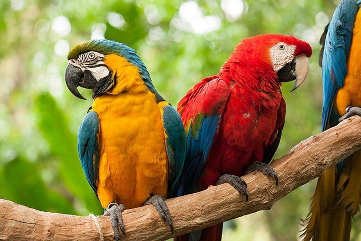 Puerto Iguazu to Brazilian Falls and Parque das Aves Bird Park Guided Tour (9/10)