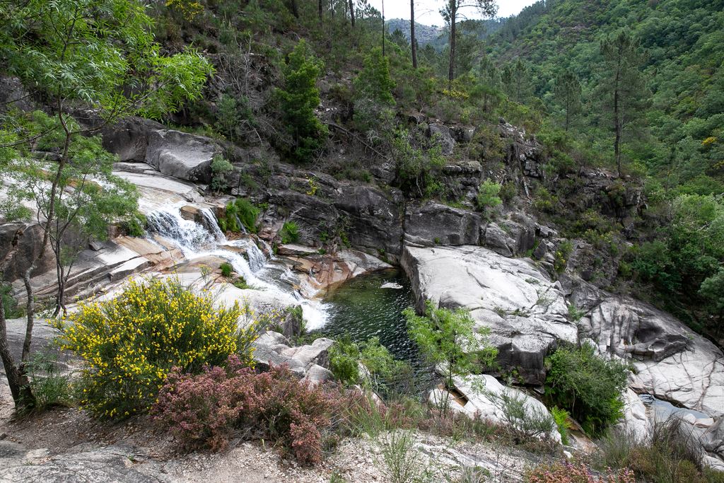 Granite river pools and a small cascade among pines and broom in Peneda-Gerês National Park