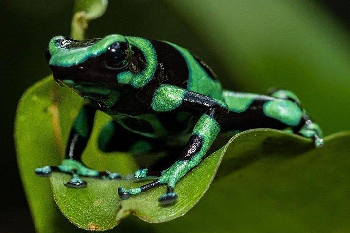 Private Bijagua Sloth Walk and Llanos del Cortez Tiered Waterfalls near Bagaces (8/12)