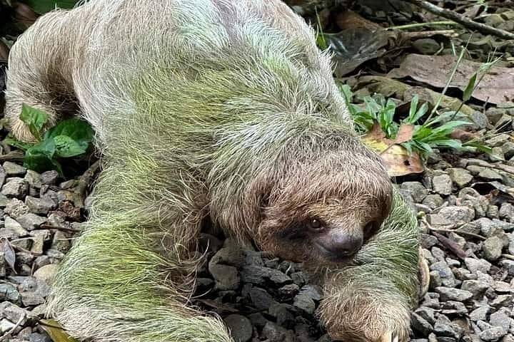 Llanos de Cortés Swim, Rainforest Sloths, Coffee and Chocolate, and Río Celeste Stop (5/11)