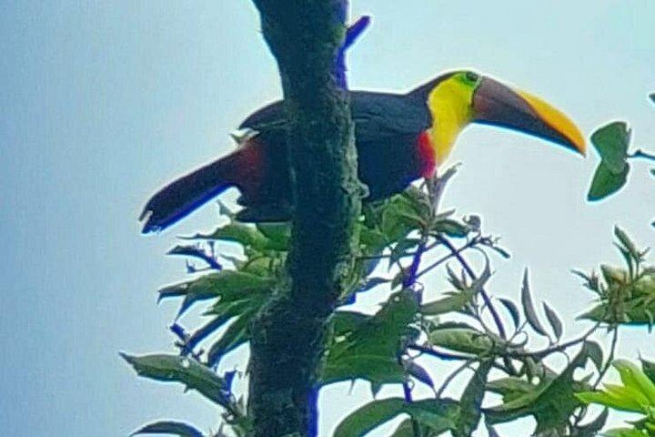 Llanos de Cortés Swim, Rainforest Sloths, Coffee and Chocolate, and Río Celeste Stop (8/11)