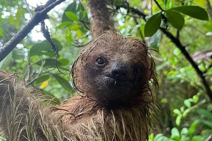 Llanos de Cortés Swim, Rainforest Sloths, Coffee and Chocolate, and Río Celeste Stop (6/11)