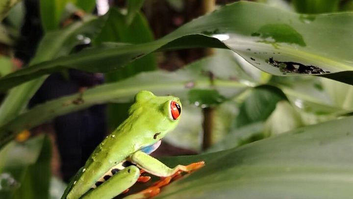 Llanos del Cortés Swim, Tenorio Coffee Farm, Chocolate Tasting and Bijagua Sloth Walk (3/12)
