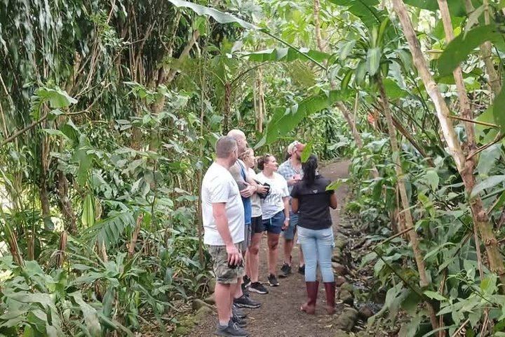 Llanos del Cortés Swim, Tenorio Coffee Farm, Chocolate Tasting and Bijagua Sloth Walk (1/12)