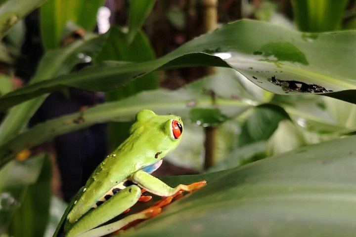 Llanos del Cortés Swim, Tenorio Coffee Farm, Chocolate Tasting and Bijagua Sloth Walk (3/12)