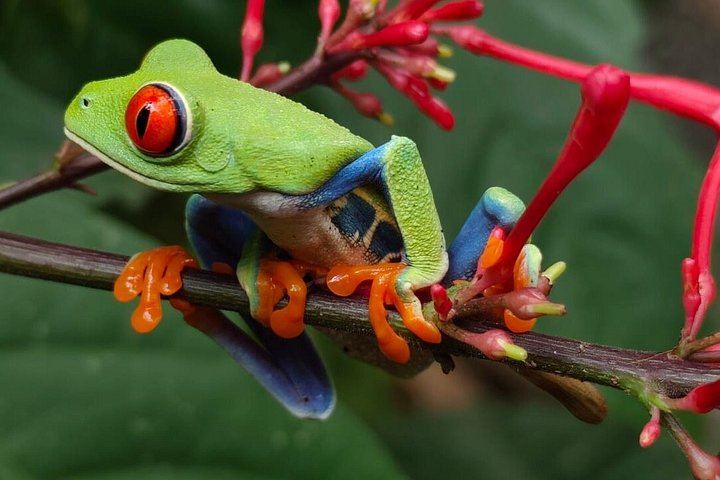 Llanos del Cortés Swim, Tenorio Coffee Farm, Chocolate Tasting and Bijagua Sloth Walk (12/12)