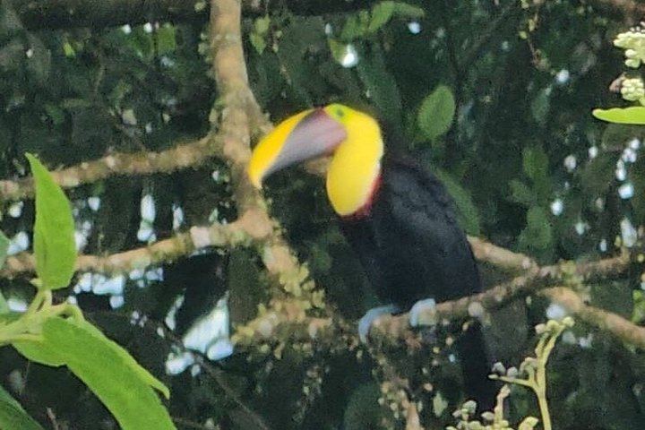 Llanos del Cortés Swim, Tenorio Coffee Farm, Chocolate Tasting and Bijagua Sloth Walk (7/12)